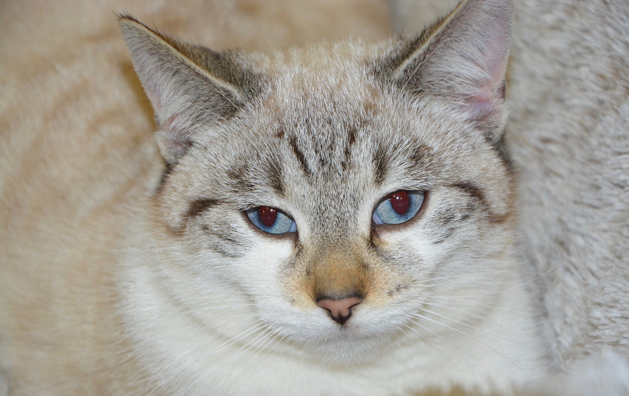 Image - cat young cat blue eyes cat eyes