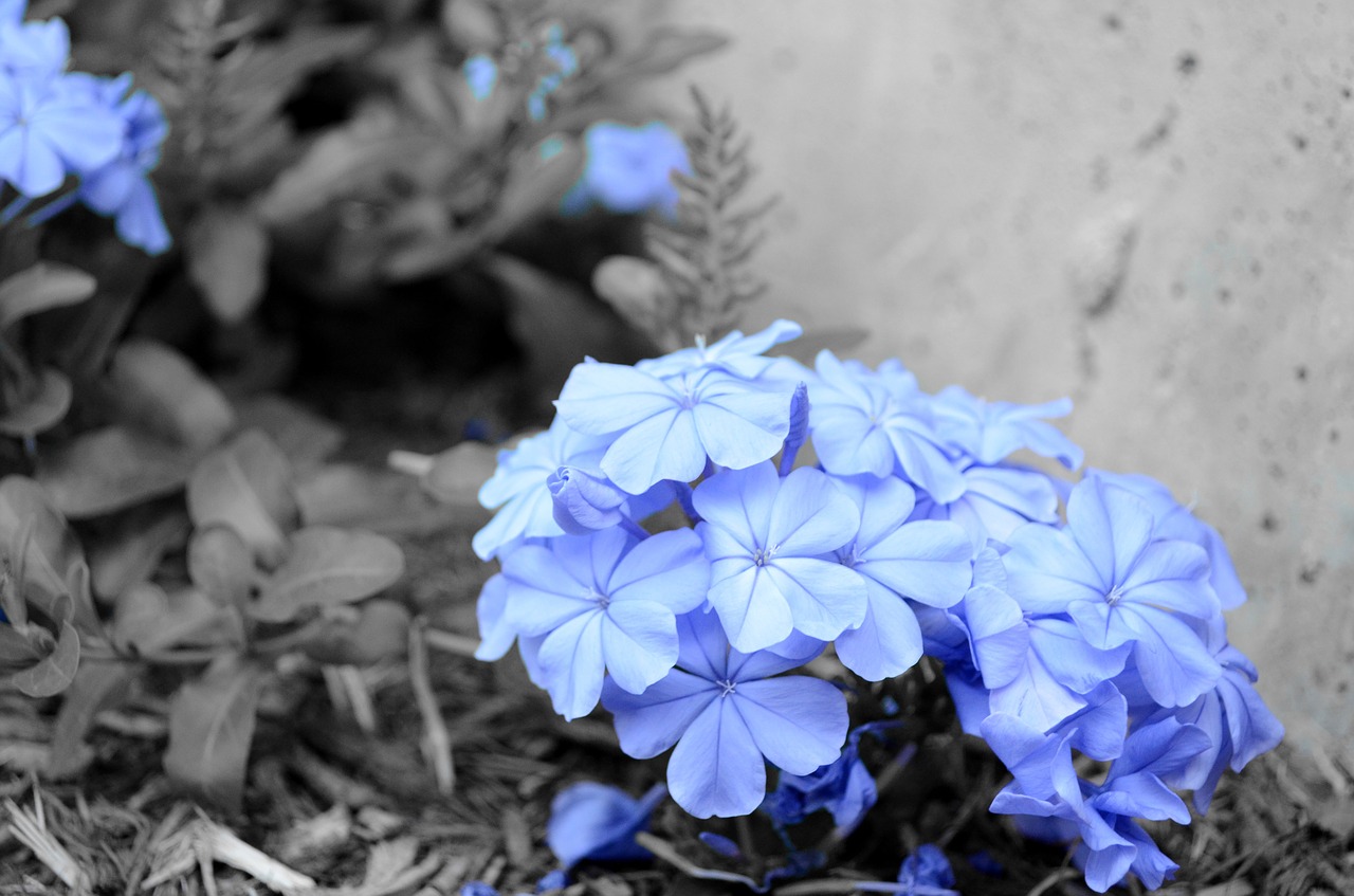 Image - flower outdoor blue floral blossom