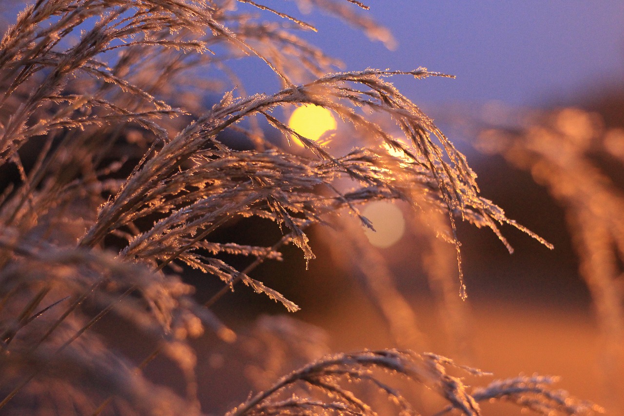 Image - hoarfrost grasses ice winter cold