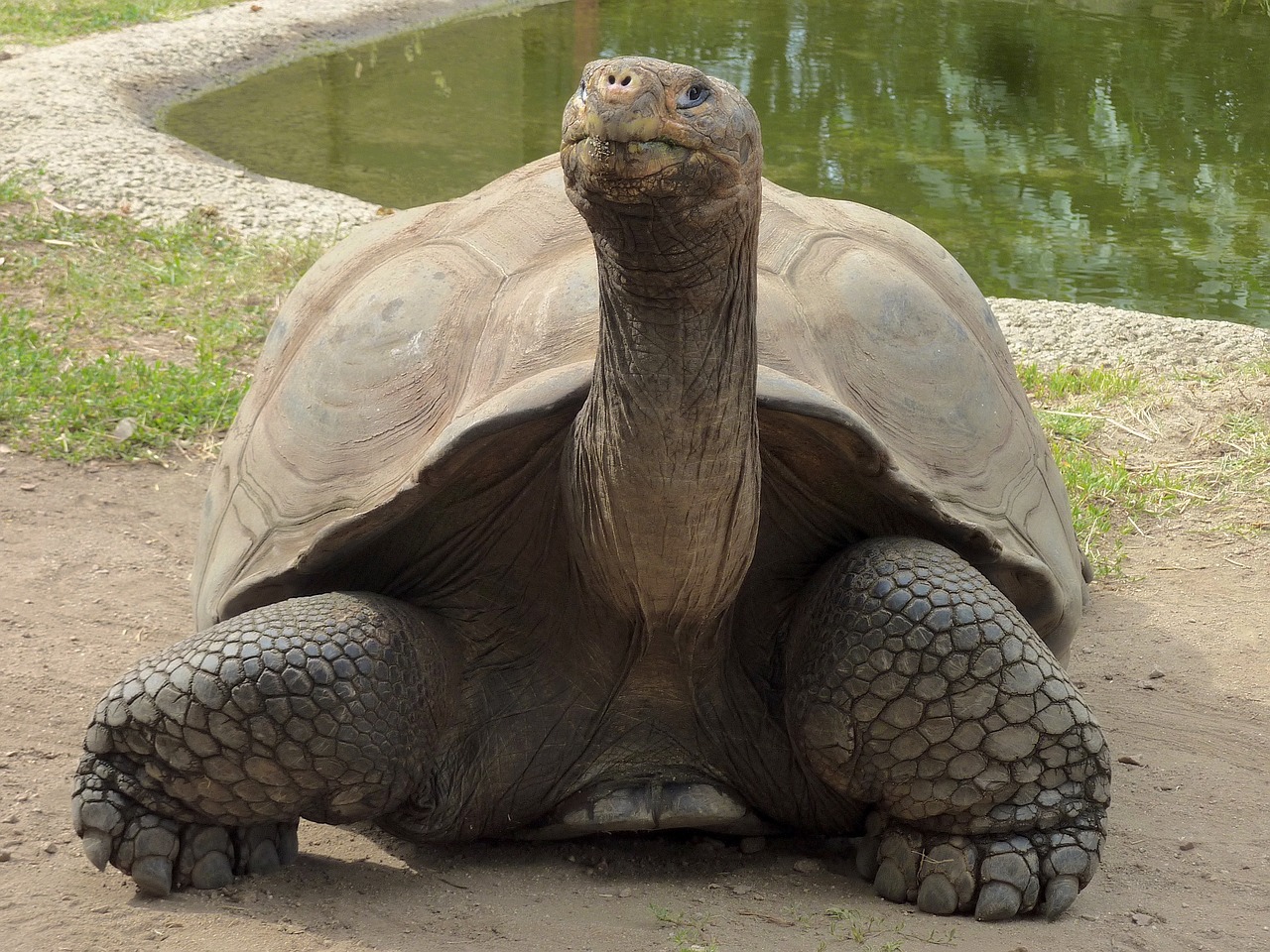 Image - giant tortoise upright