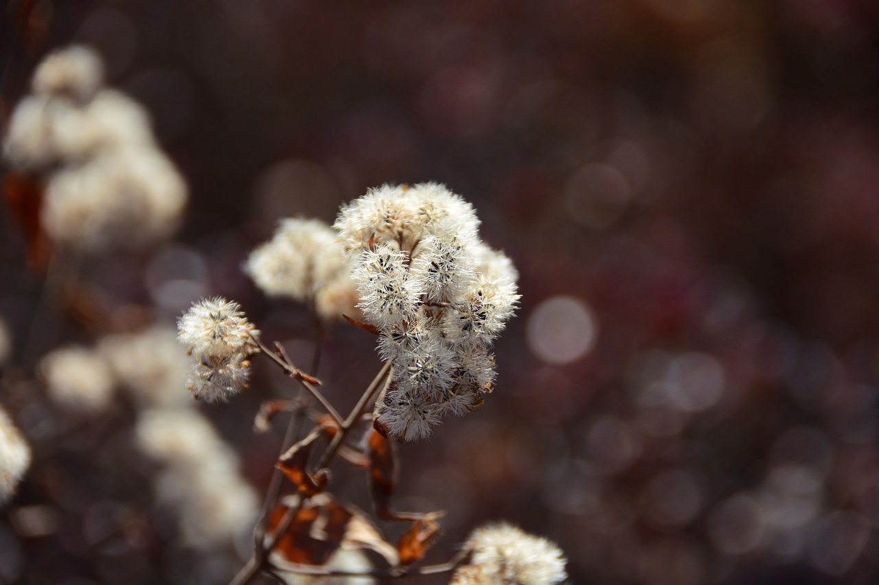 Image - flowers winter gapyeong