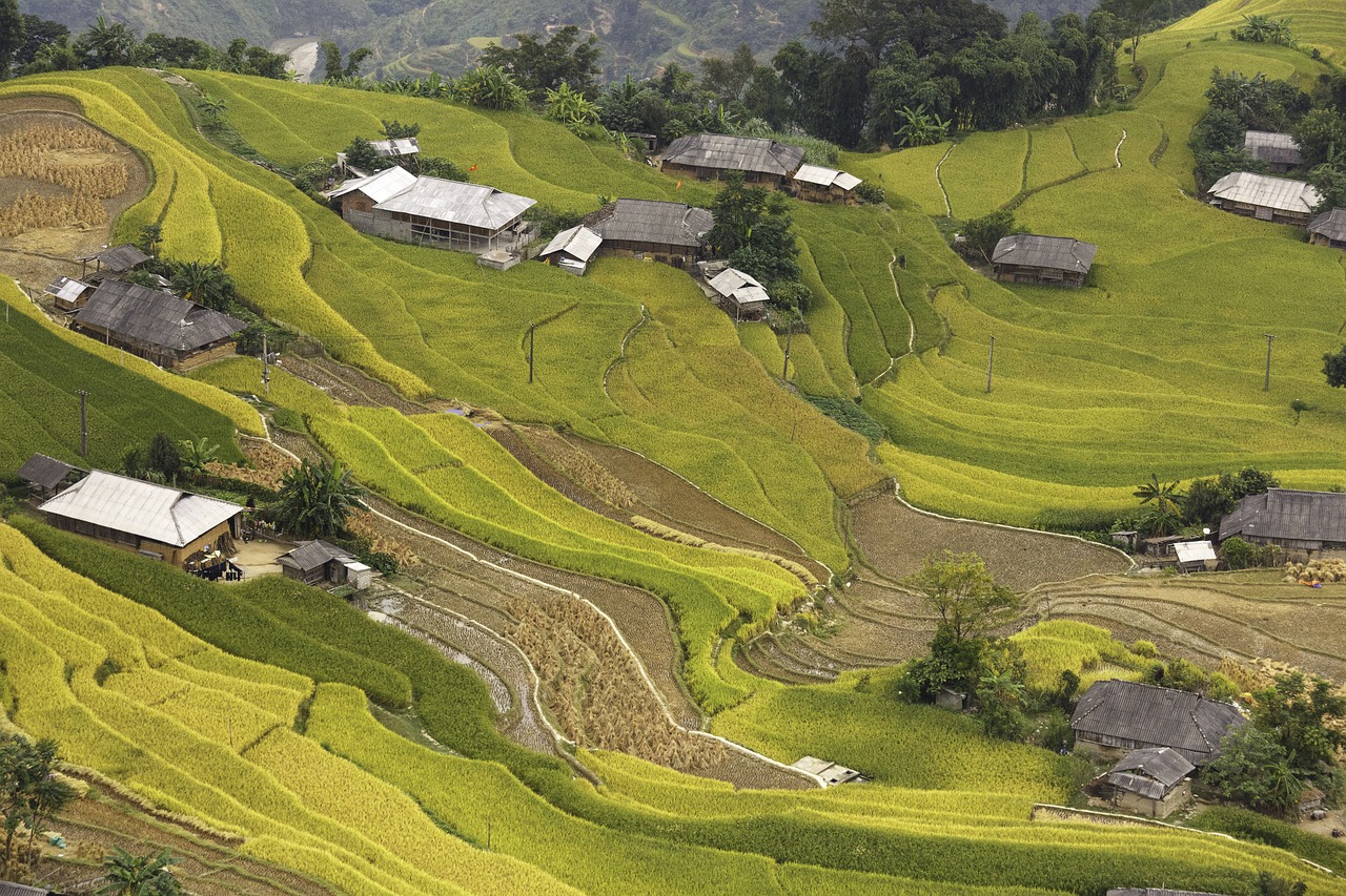 Image - vietnam rice rice field kathy step