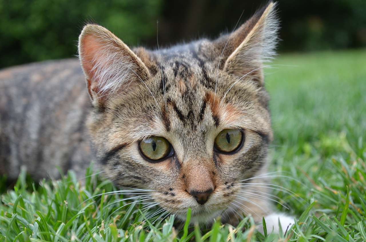 Image - cat grass domestic animal tricolor