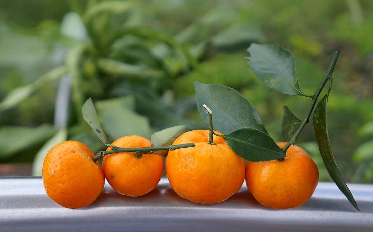 Image - food fruits tangerines