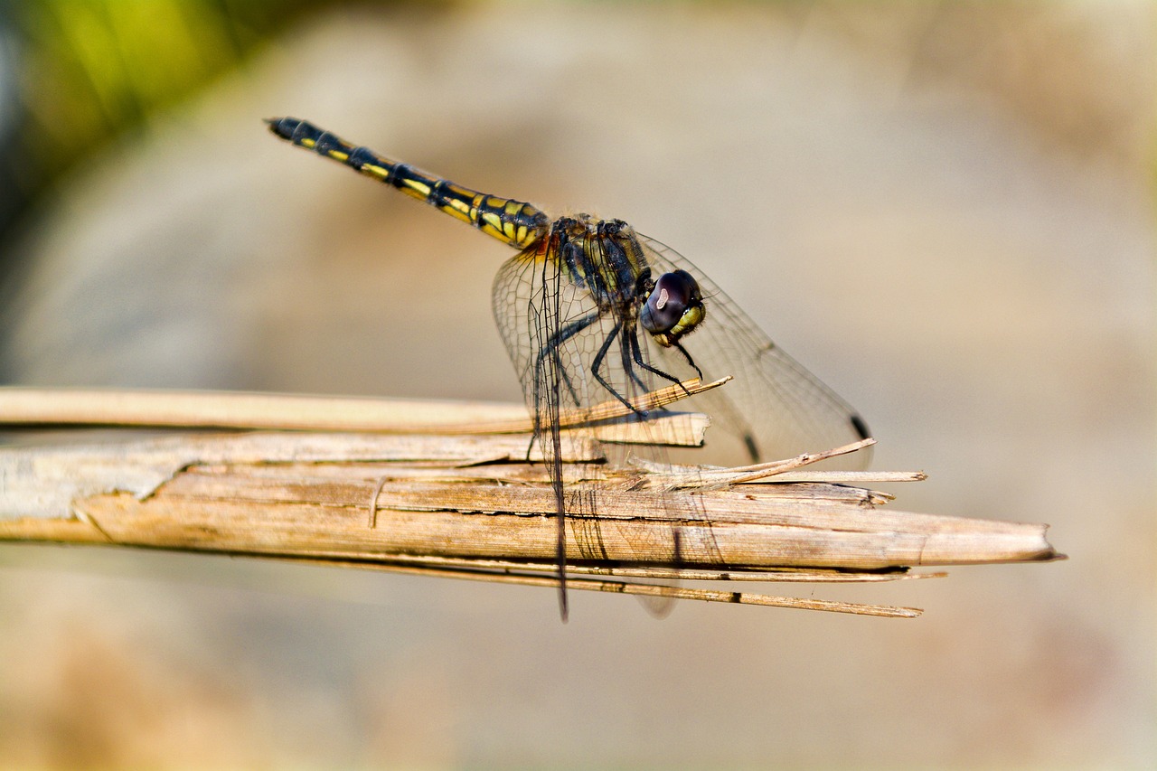 Image - dragonfly noon resting nature