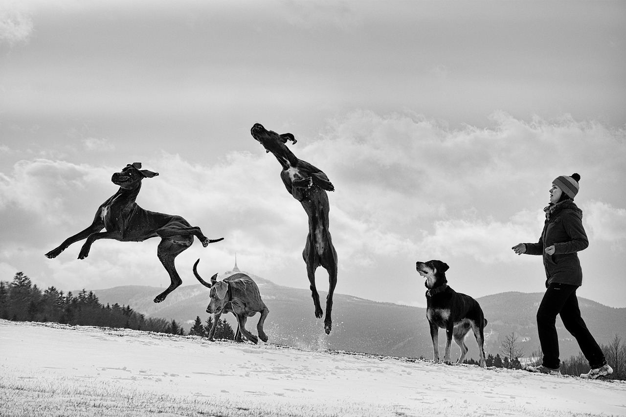 Image - great dane dog jump dogs