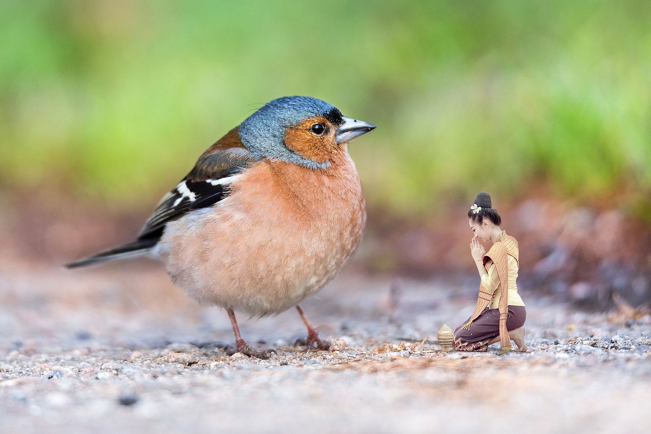 Image - bird chaffinch nature pen