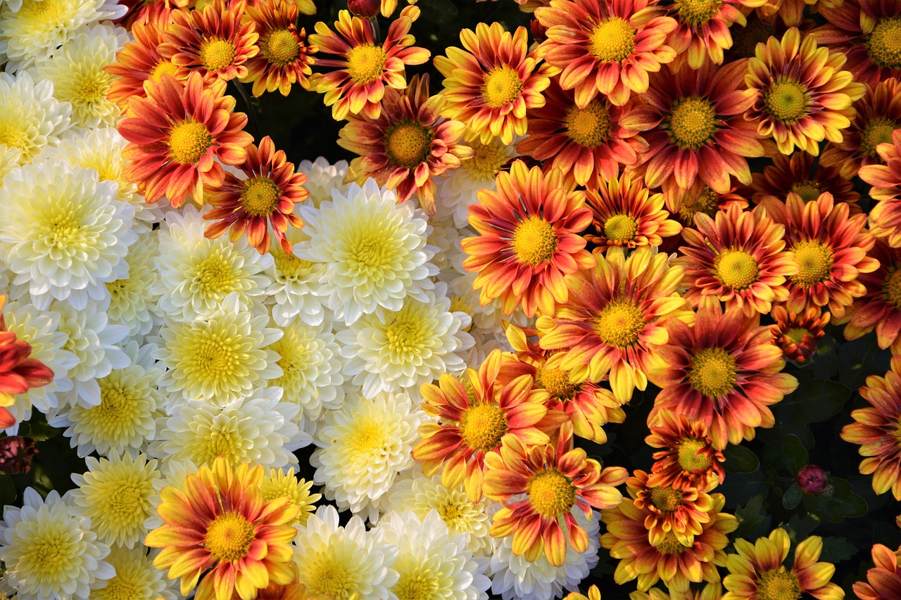 Image - flower chichewa live vivid color