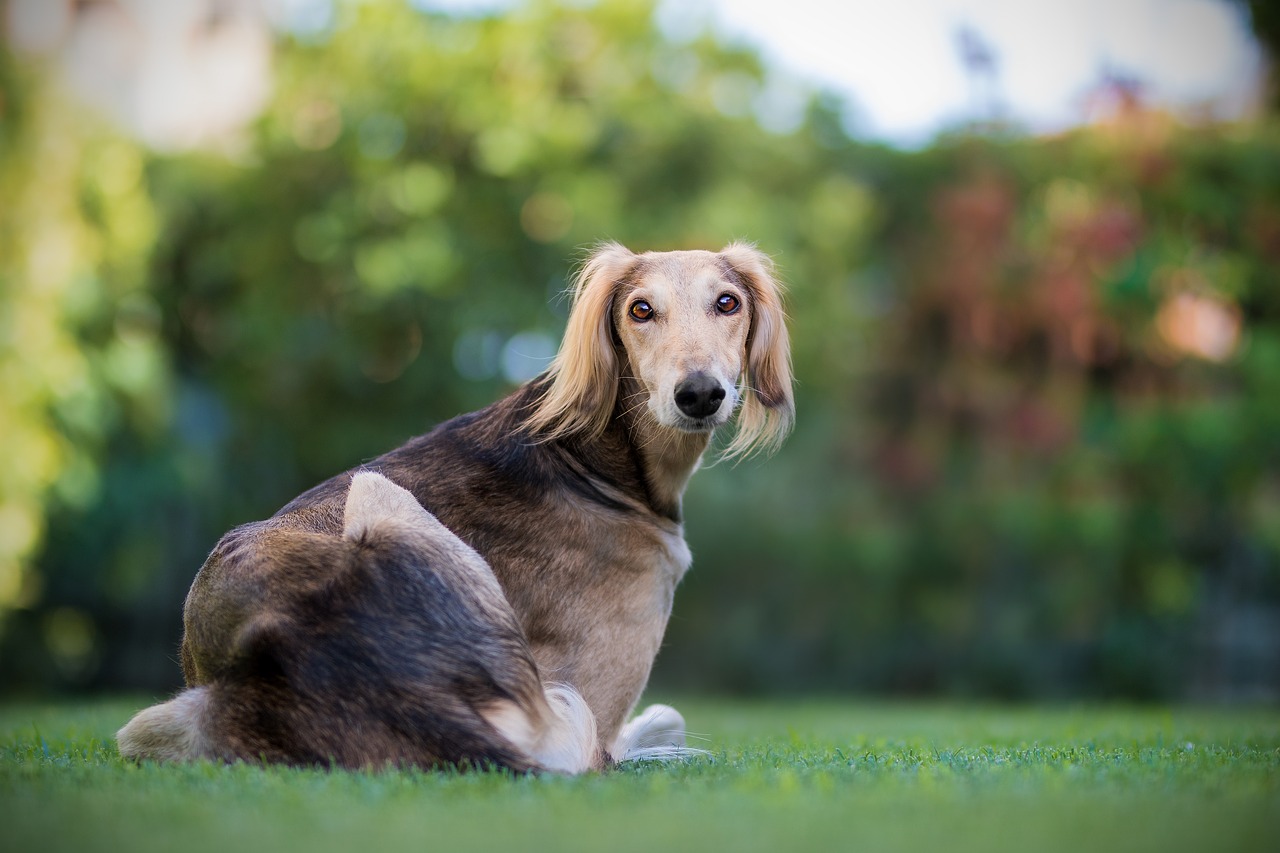 Image - dog pet pets saluki hairy nature