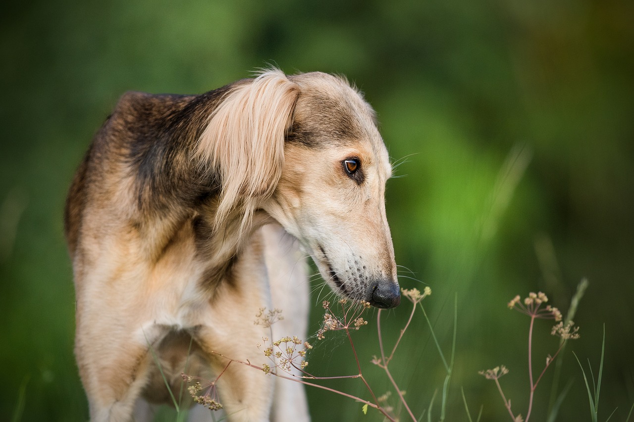 Image - dog pet pets saluki hairy nature