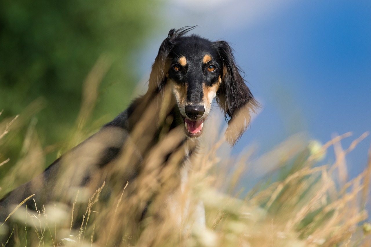 Image - dog pet pets saluki hairy nature