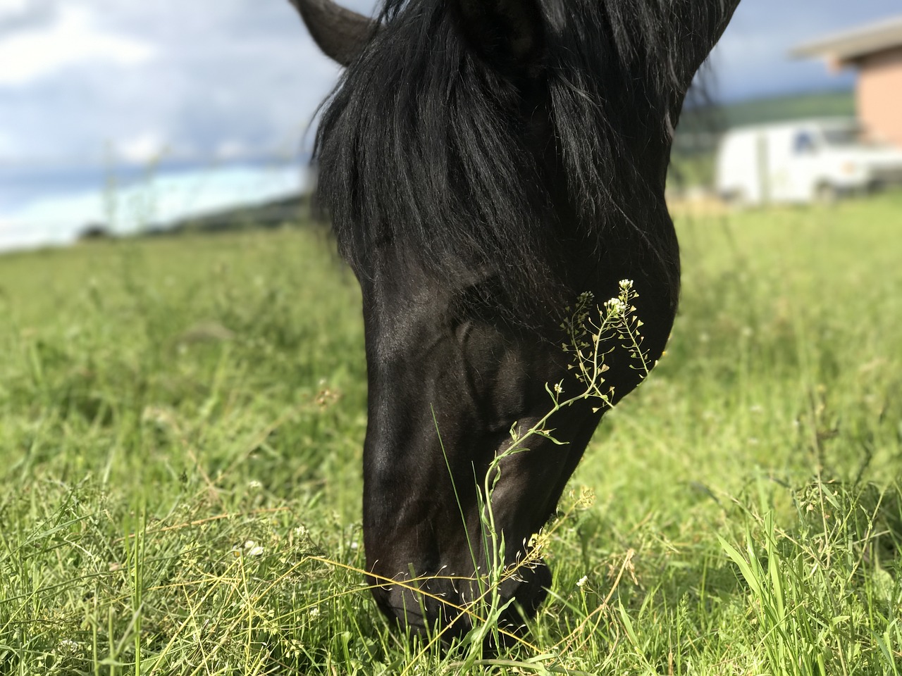 Image - horses andalusians pferdeportrait