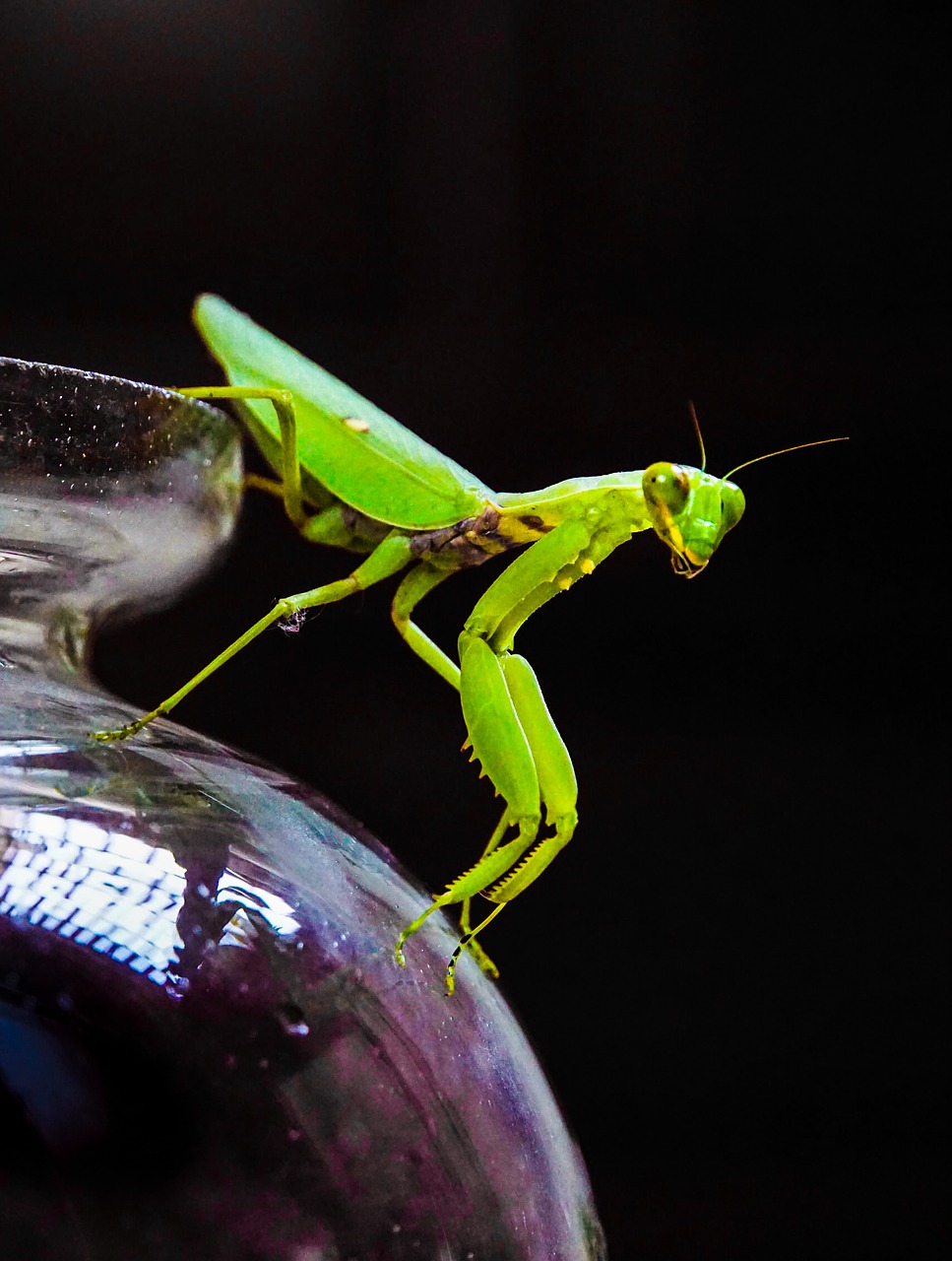 Image - grasshopper locust insect nature