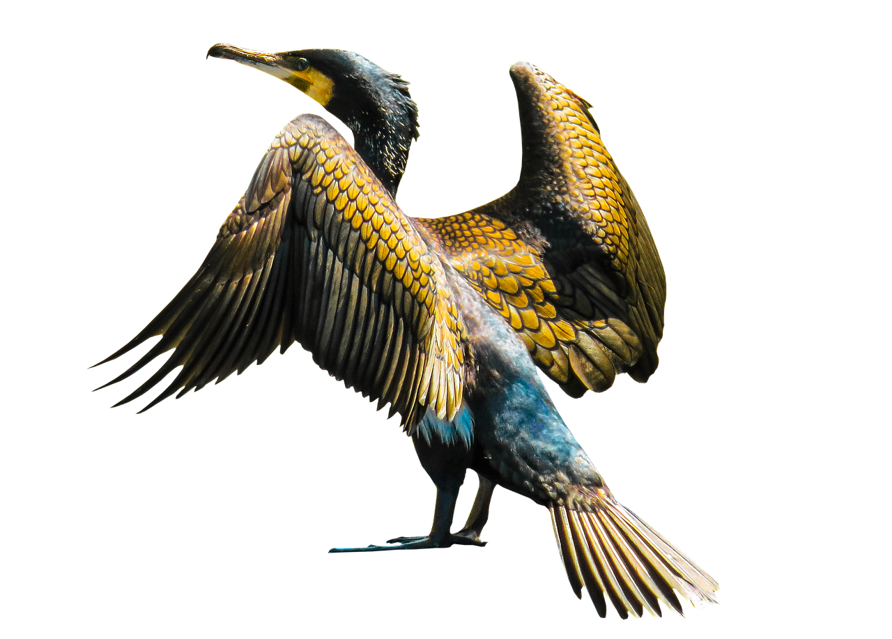 Image - animal bird cormorant isolated