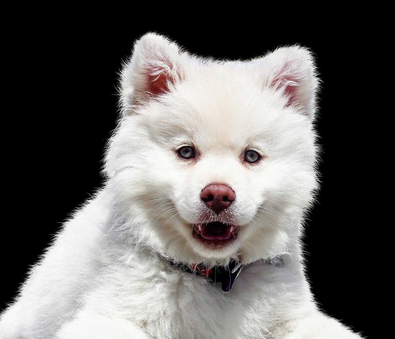 Image - animal dog puppy isolated snout