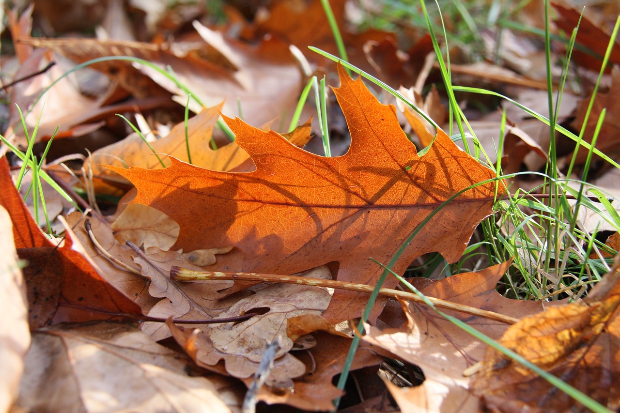 Image - leaf sunshine autumn light shimmer