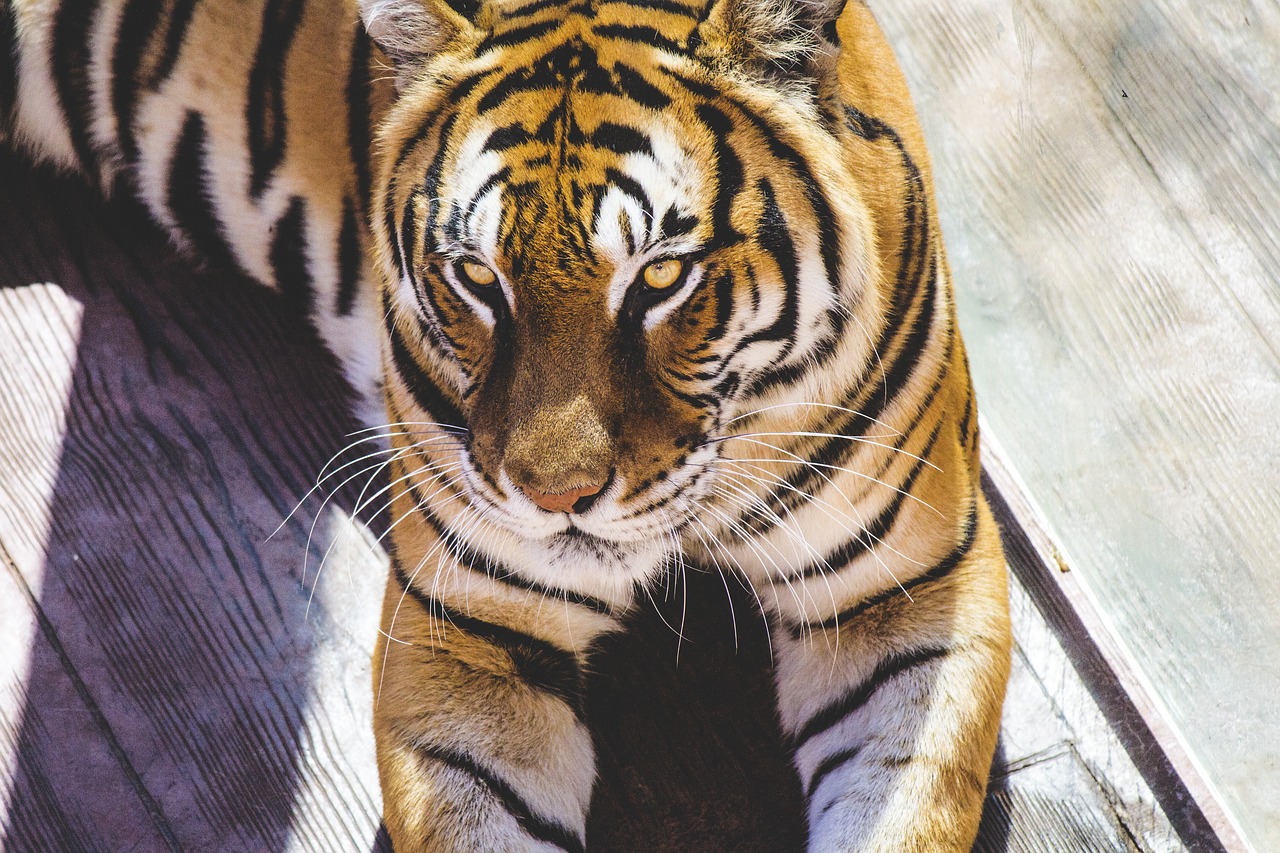 Image - animal nature tiger fauna