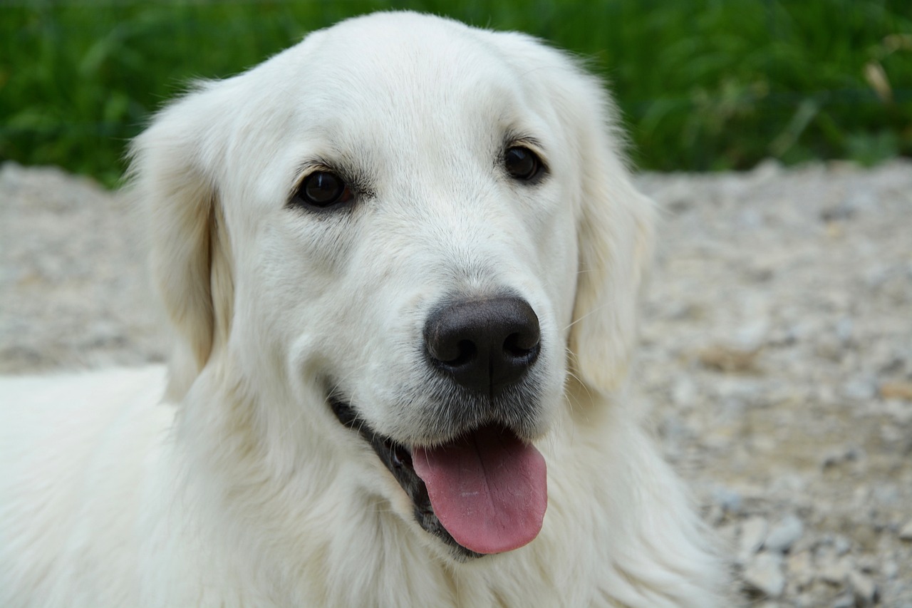 Image - dog bitch golden retriever portrait