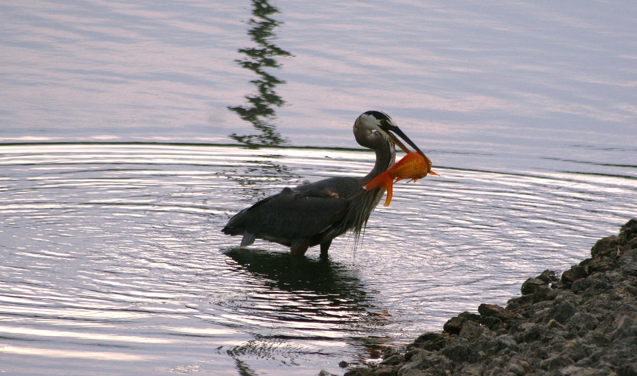 Image - bird blue heron blue heron