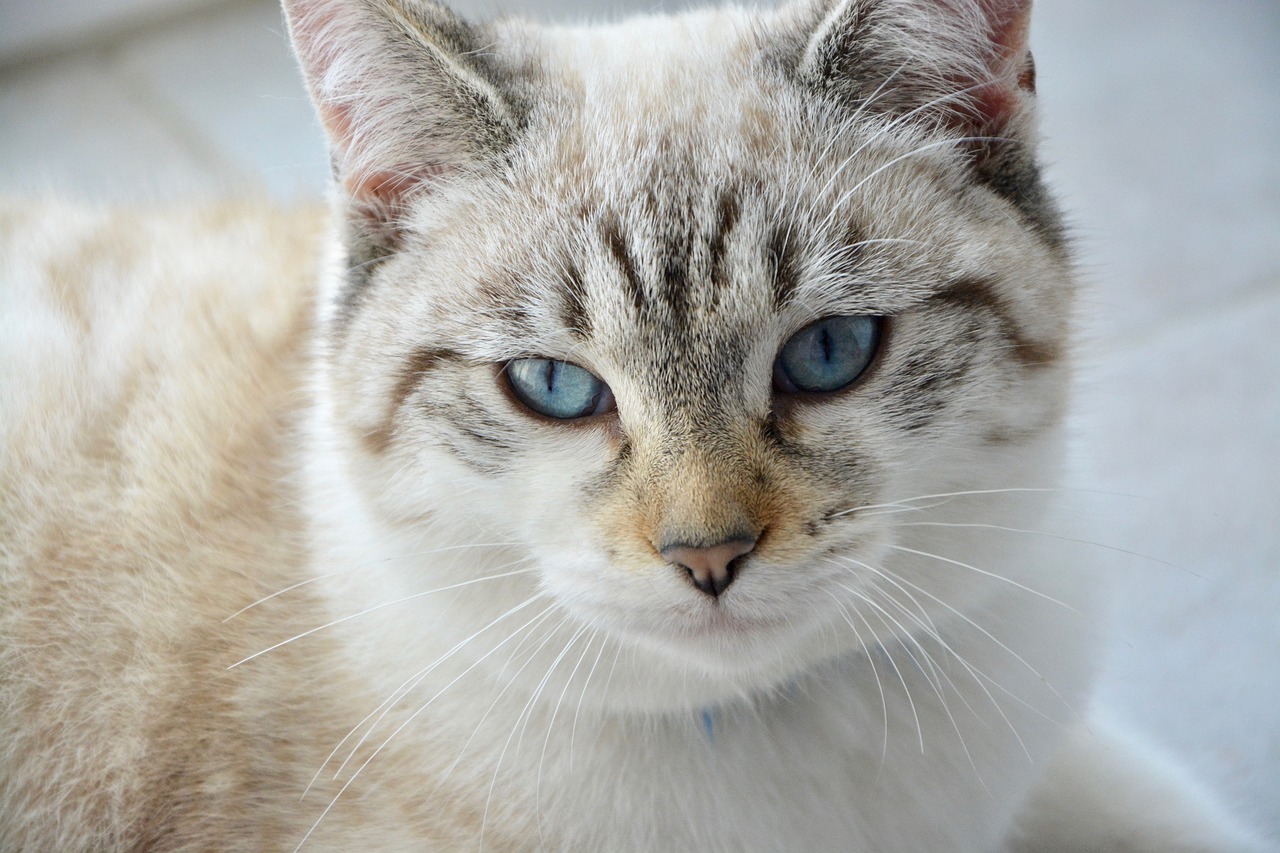 Image - cat young cat feline blue eyes