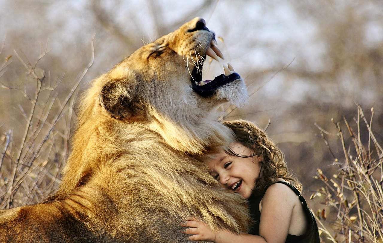 Image - lion roar africa animal wildcat