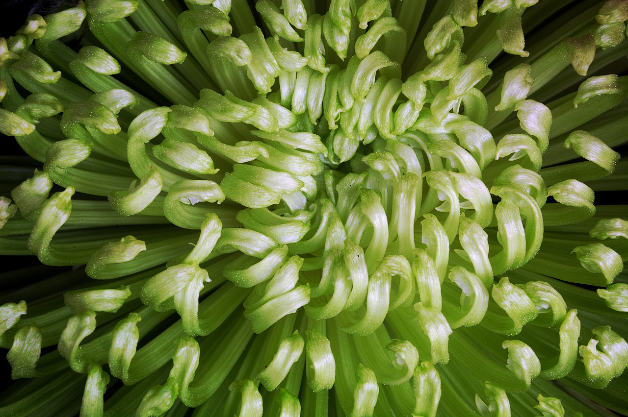 Image - green flower chrysanthemum floral