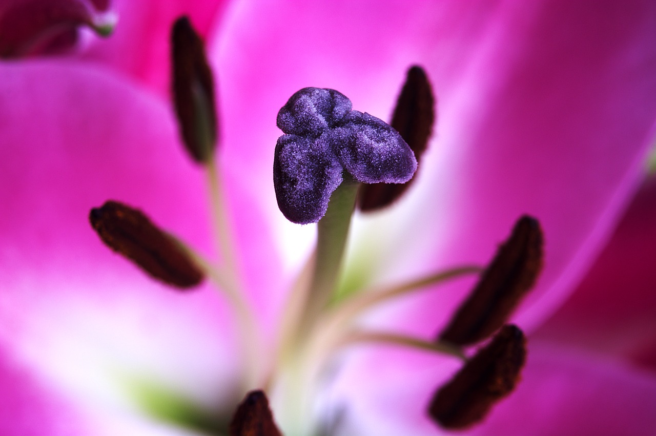 Image - flower close up pink petal stigma