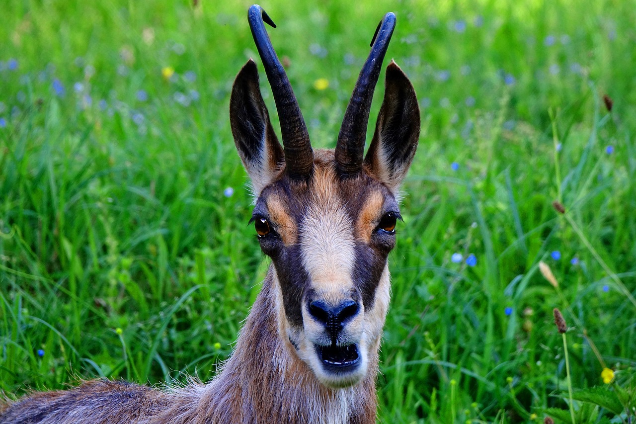 Image - animal gams chamois wild animal