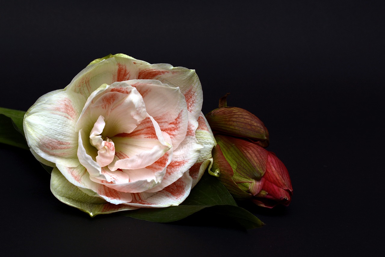 Image - amaryllis blossom bloom flower