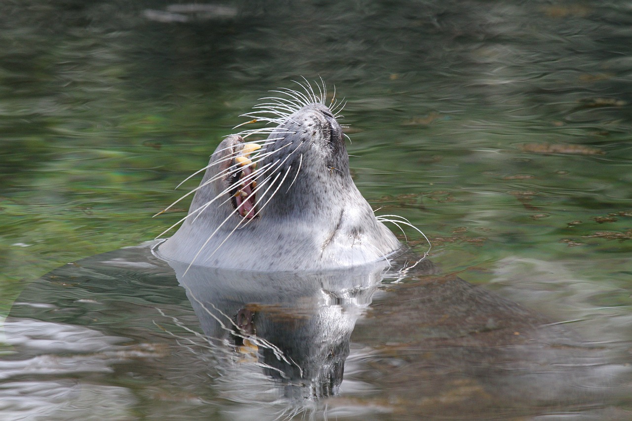 Image - sea lion head water wet