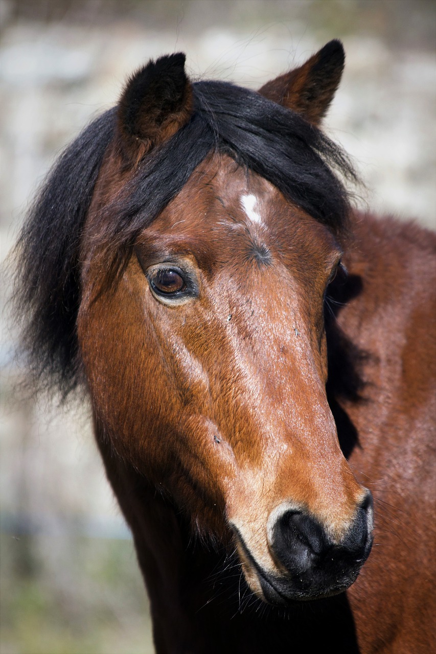 Image - pony animal animals horse brown