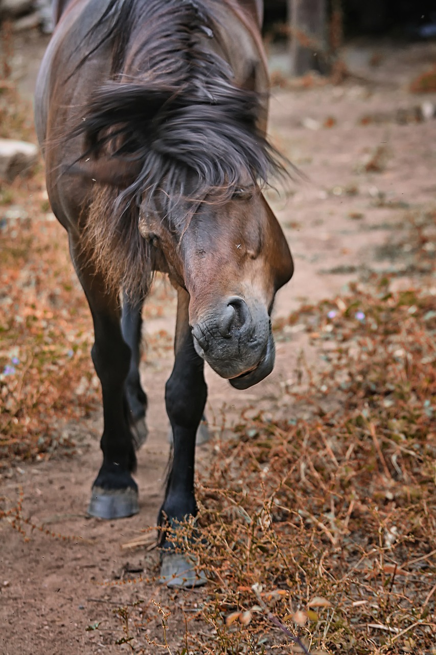 Image - pony animal animals horse brown