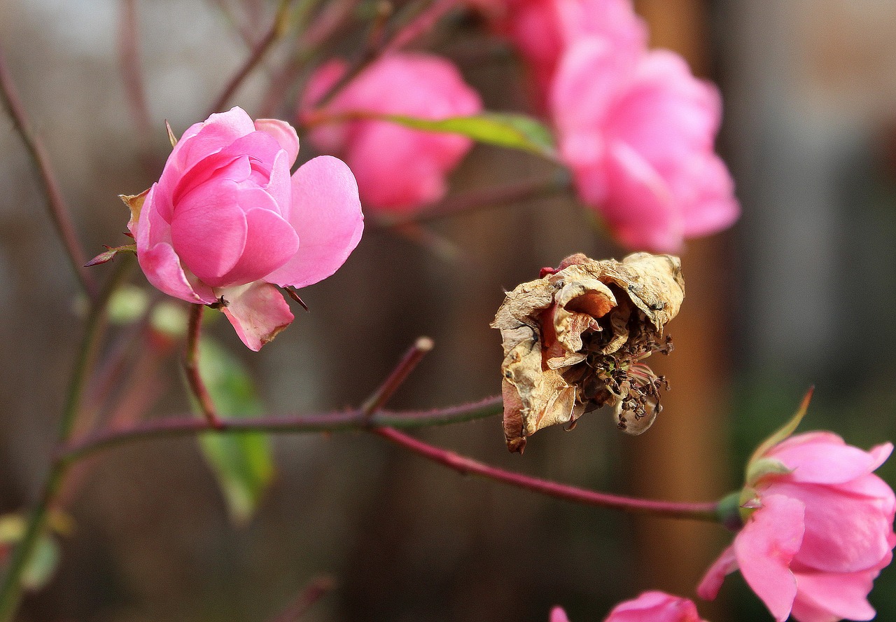 Image - rose autumn flower vanishing bush