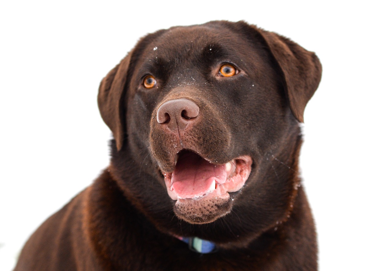 Image - labrador brown dog happy animal