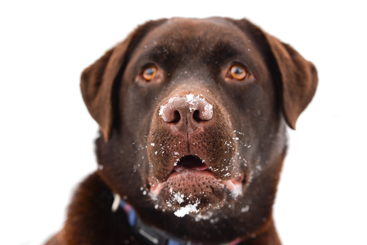 Image - labrador brown dog happy animal
