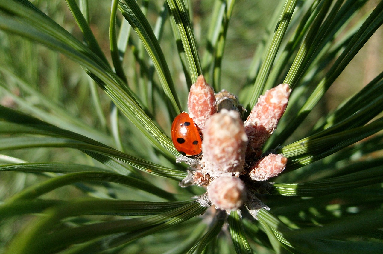 Image - ladybug pine nature insect dots