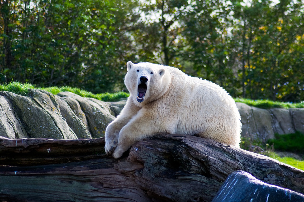 Image - animal polarbear white bear arctic