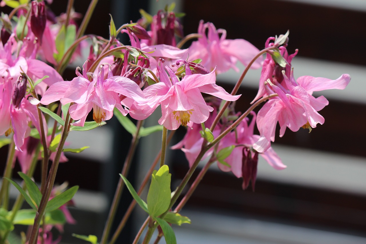 Image - flowers tender pink sweet romantic