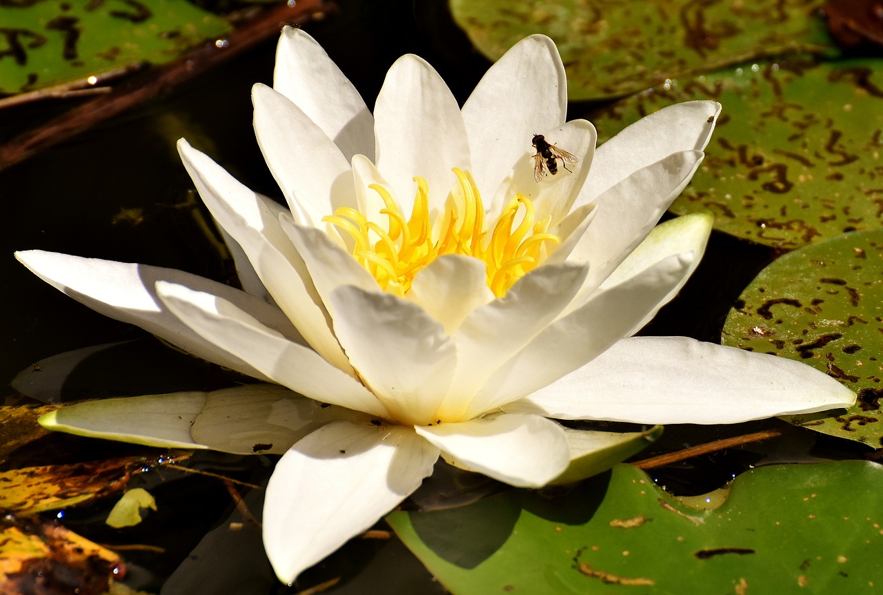 Image - water lily plant aquatic plant