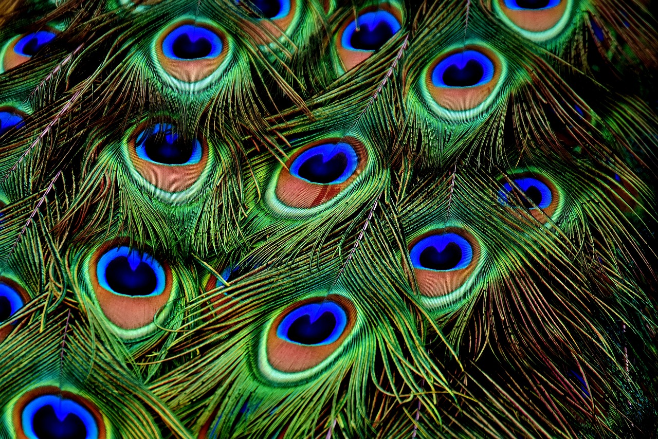 Image - peacock feathers plumage iridescent