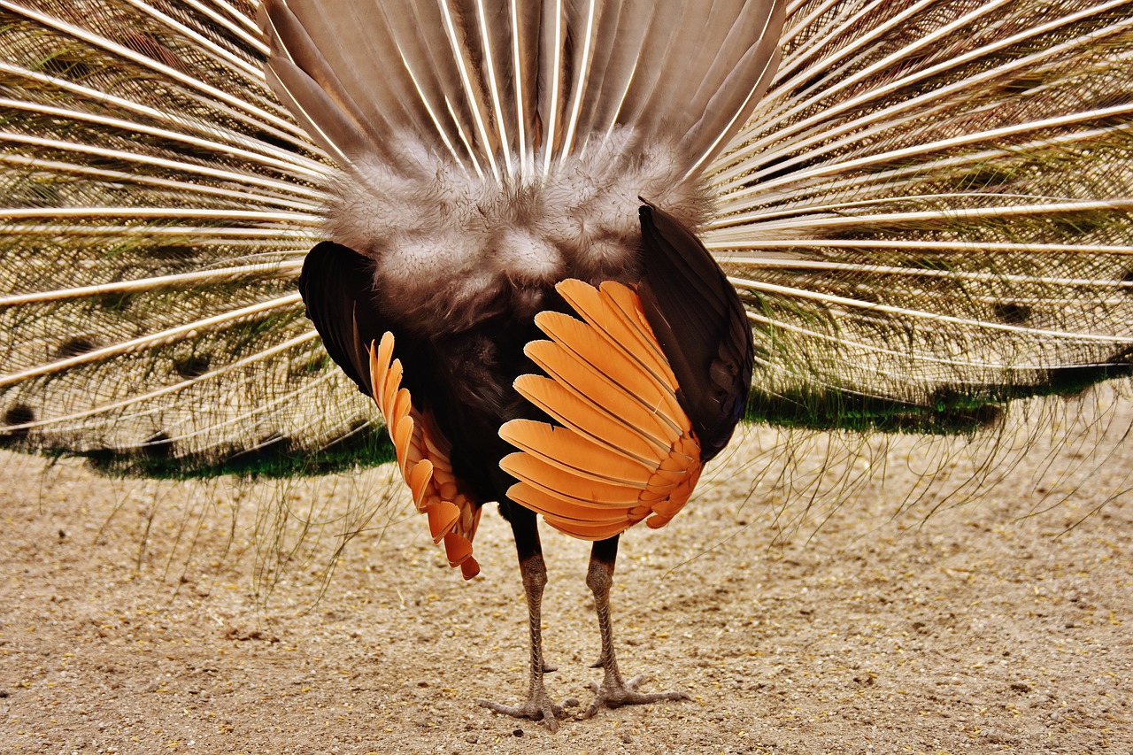 Image - peacock feathers wheel plumage