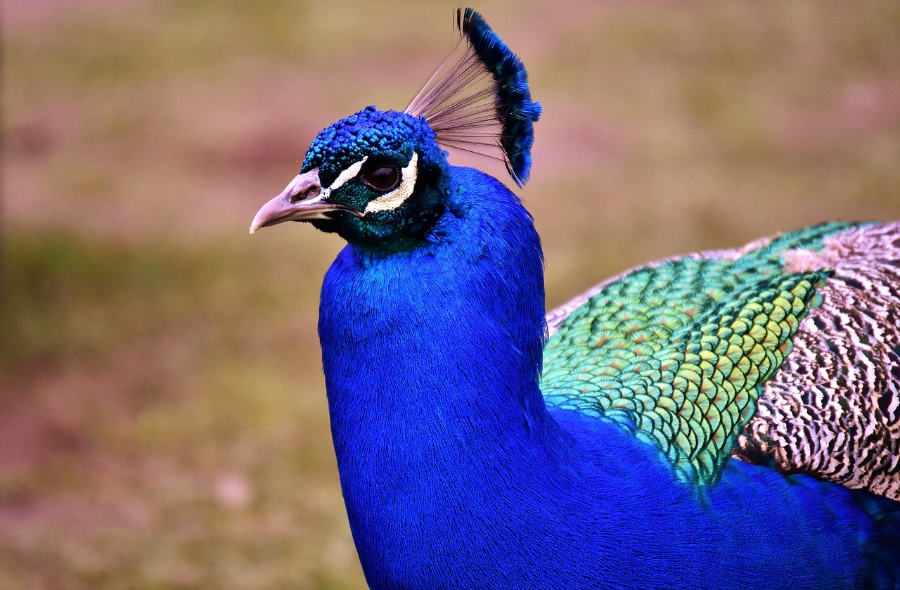 Image - peacock feathers plumage iridescent