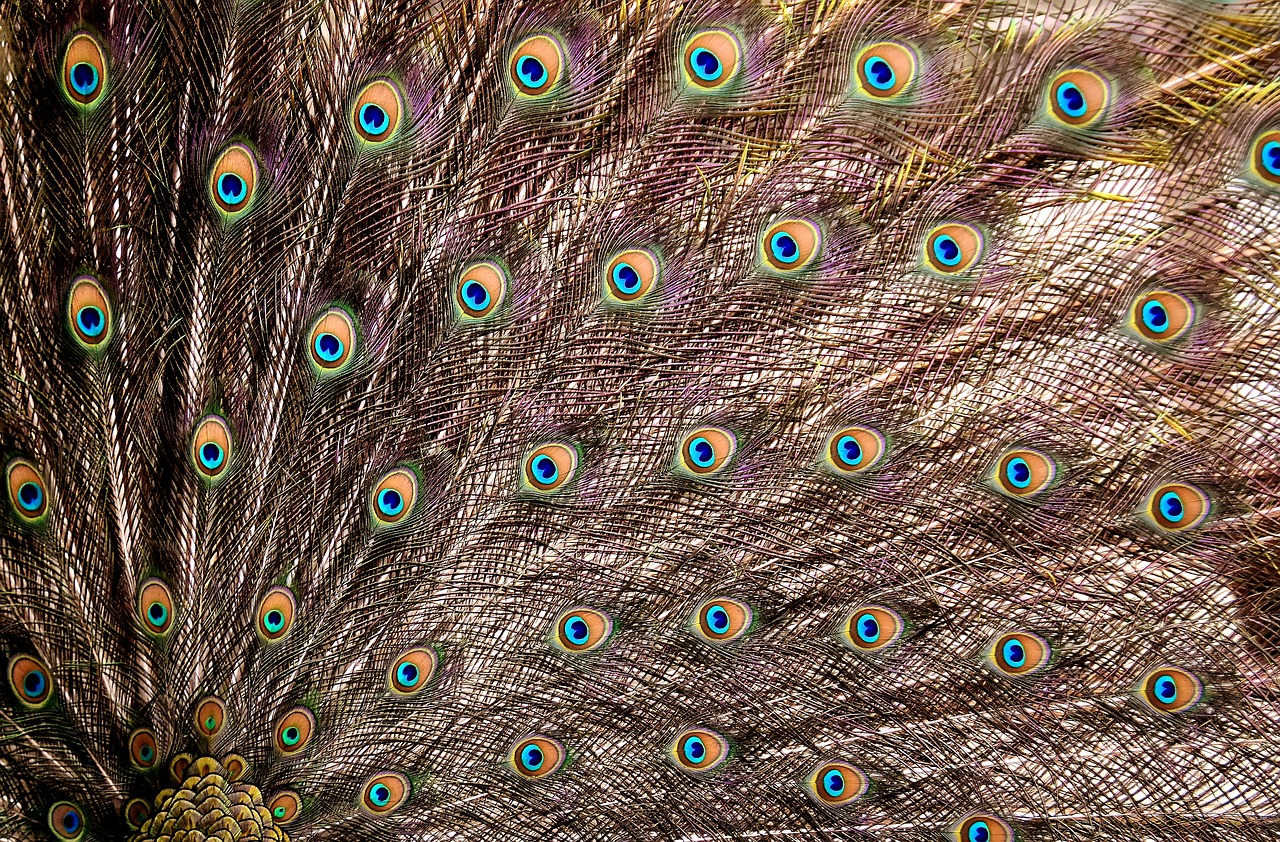 Image - peacock feathers wheel plumage