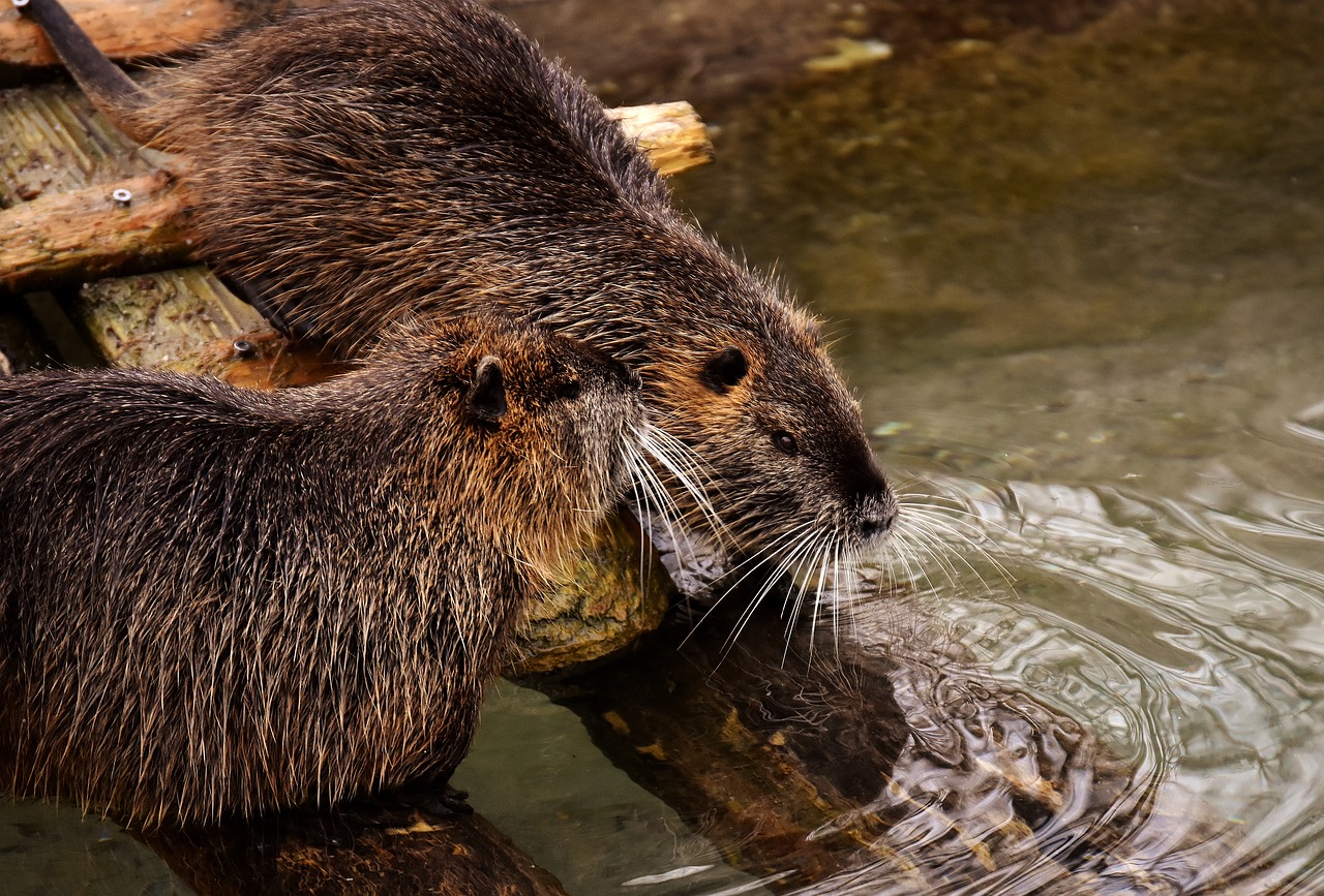Image - nutria water rat water splashing