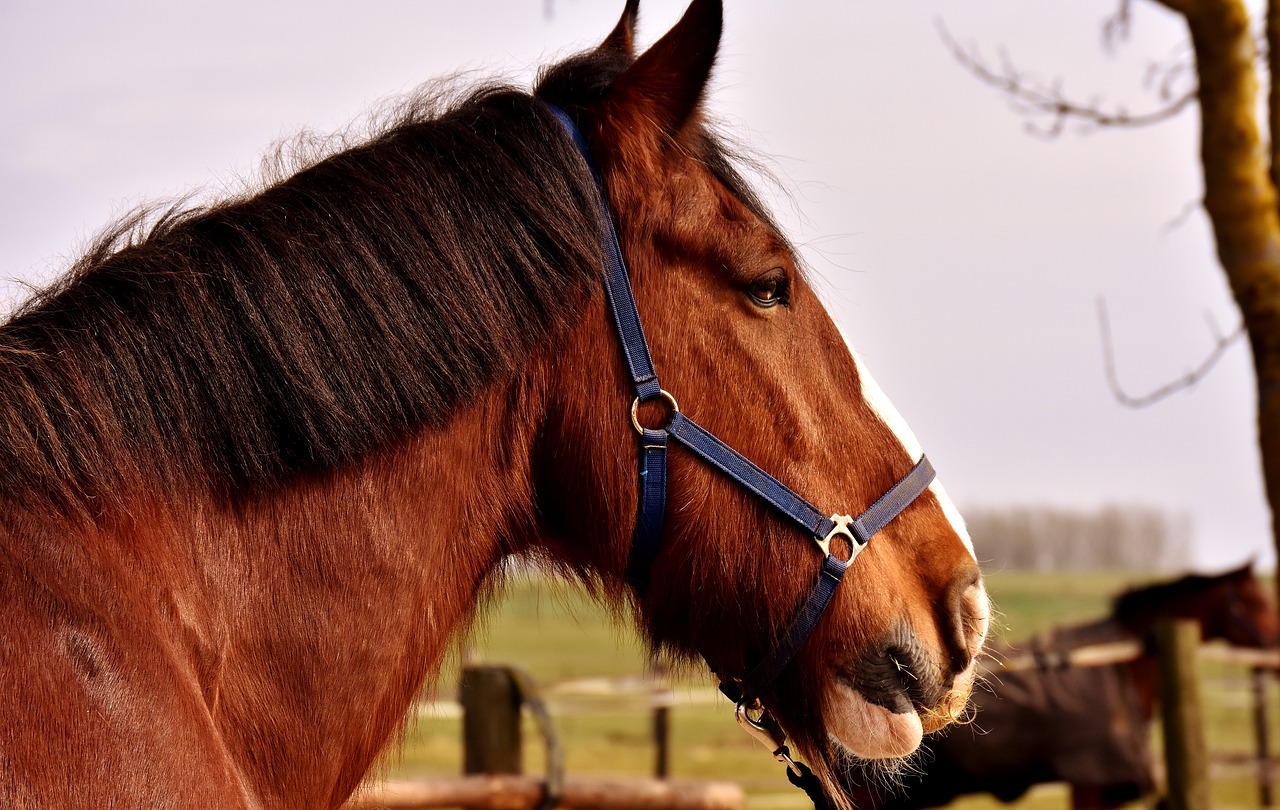 Image - shire horse horse big horse ride