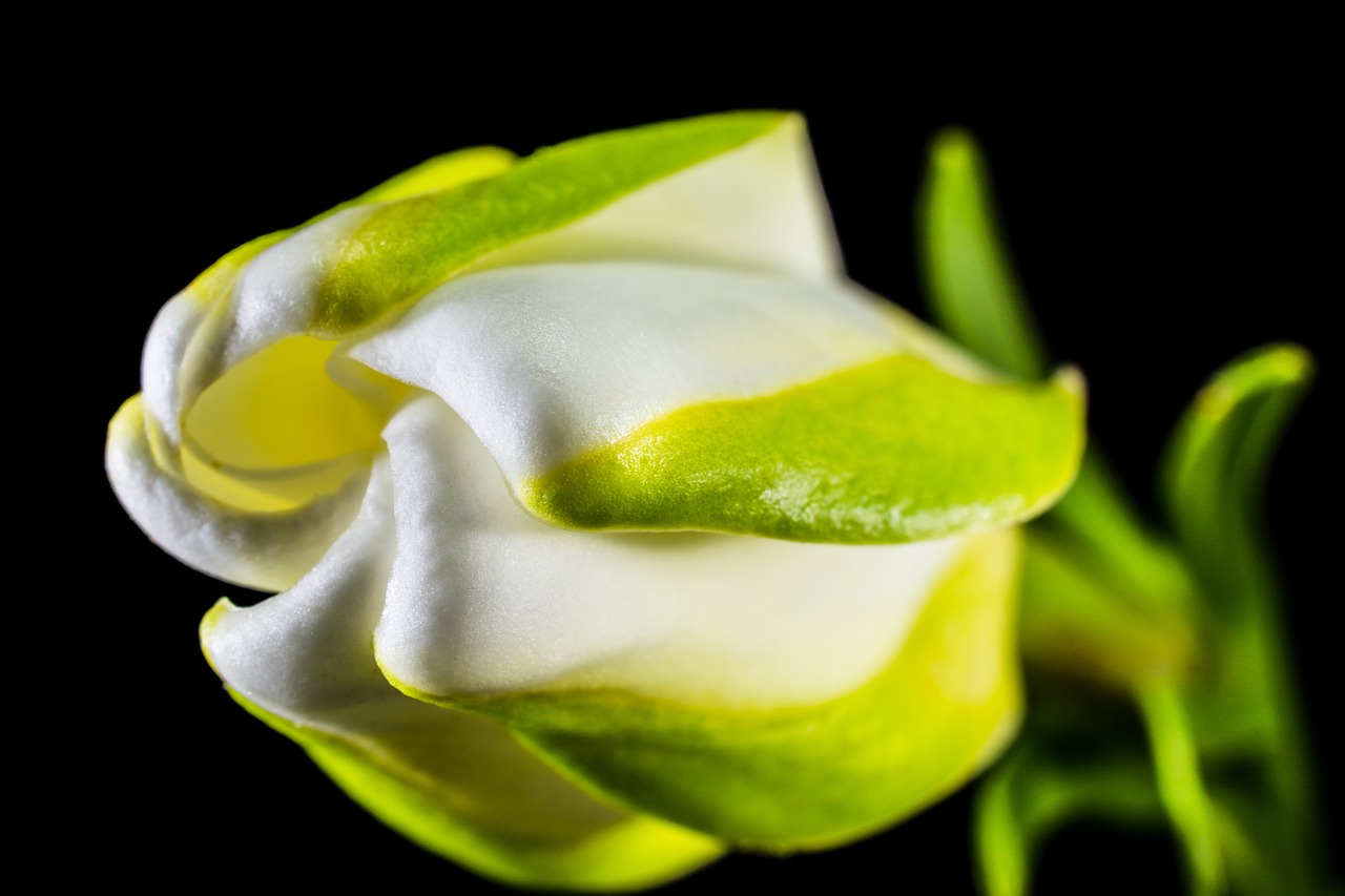 Image - blossom bloom flower white green