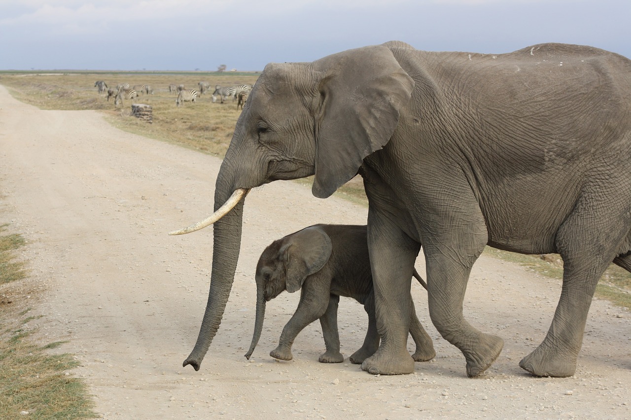 Image - elephant baby africa kenya