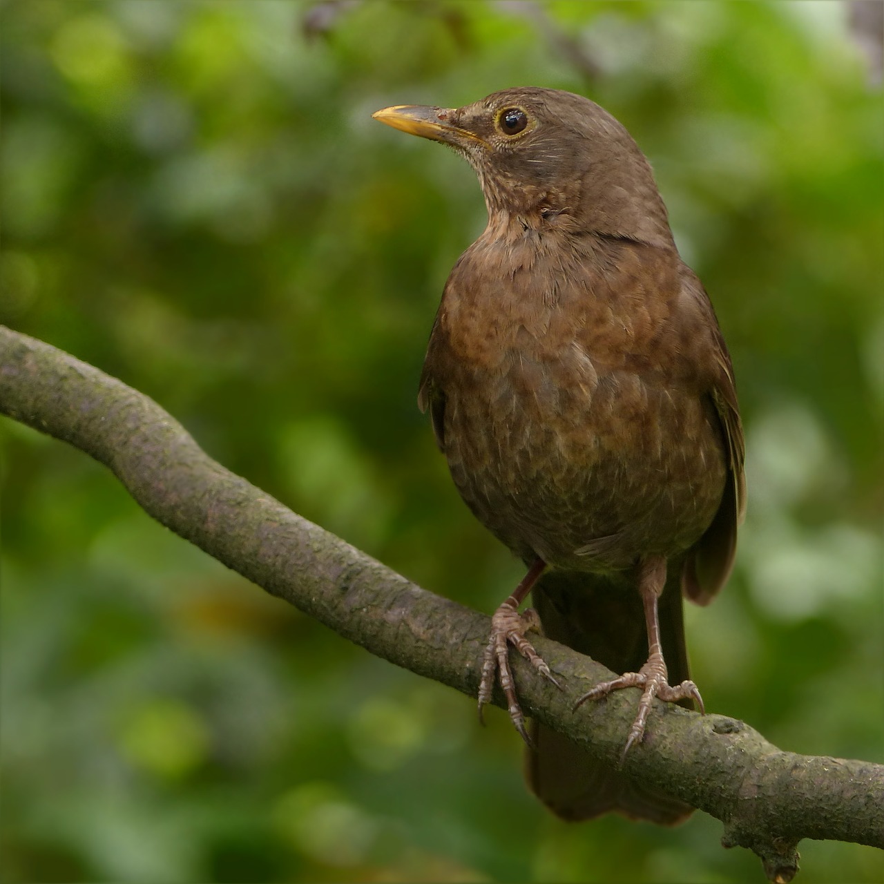 Image - animal bird blackbird turdus merula