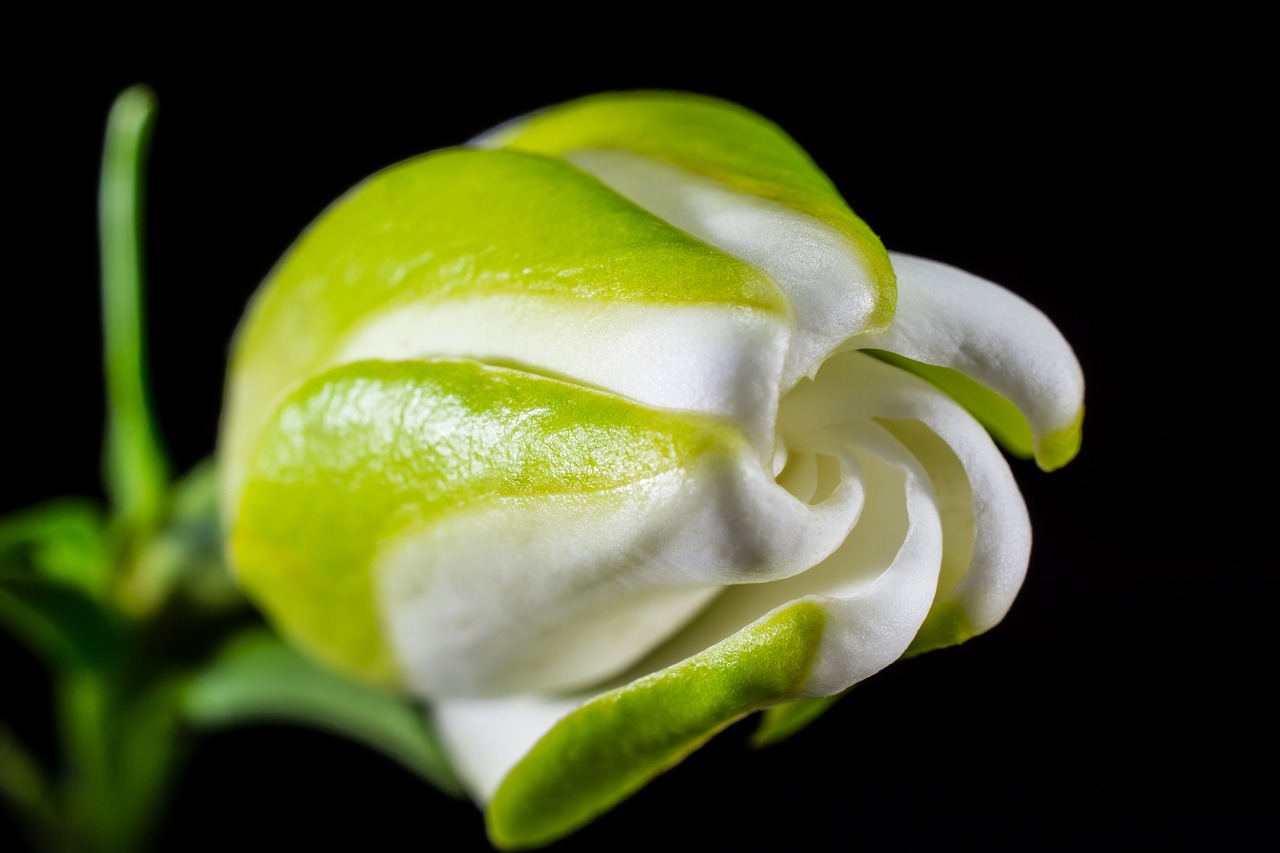 Image - blossom bloom flower white green