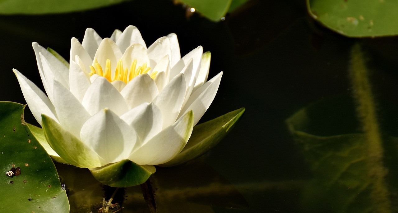 Image - water lily plant aquatic plant